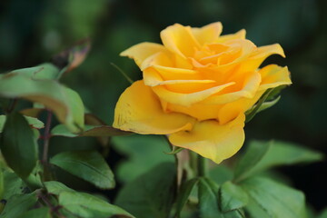 yellow rose 
