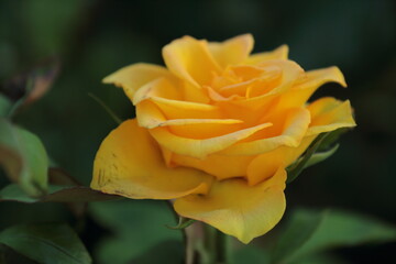 yellow rose on green background