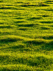 Wiese mit welligem Untergrund