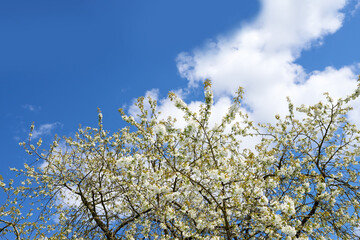 Botany, nature and mirabelle plum in spring for bright colorful display in season, tree and garden. Sustainability, earth and texture as plants for flowers, blossom and floral wallpaper as background
