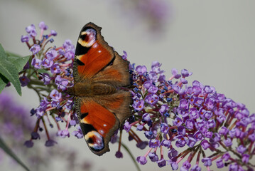 European peacock butterfly (Aglais io) perched on summer lilac in Zurich, Switzerland