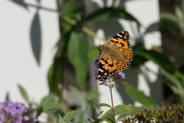 Painted Lady (Vanessa cardui) butterfly perched on summer lilac in Zurich, Switzerland
