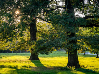 Sonnenlicht im Baum