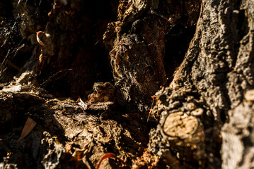 background texture and wood bark