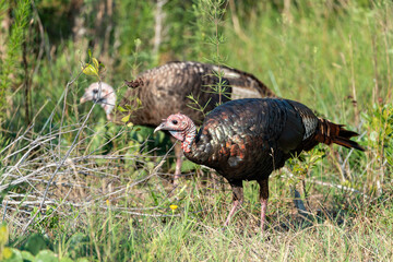 A pair of wild female turkeys in the low-lying brush on Assateague island