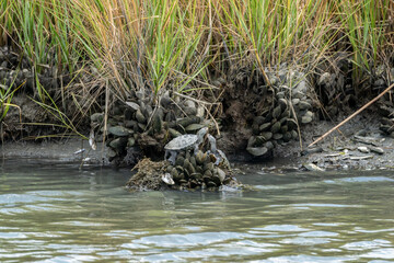 Pair of diamondback terrapins on a mound of mussels in a Maryland wetland area