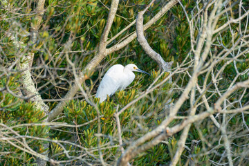 White egret perched deep in the tree canopy, on Assateague island