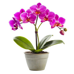 A potted orchid with vibrant pink blooms and lush green leaves. The flowers stand out with their striking color and delicate texture. Transparent background