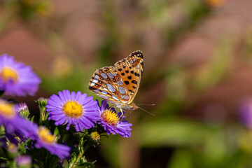 A Queen of Spain fritillary (Issoria lathonia), resting on Michaelmas daisies (Aster).