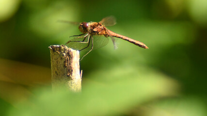 Dragonfly on a stick