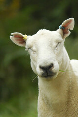 Sheep Portrait