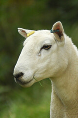 Sheep Portrait
