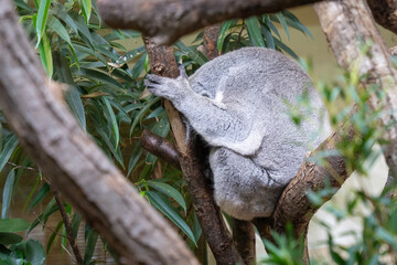 Koala (Phascolarctos cinereus) sleeping on a tree branch
