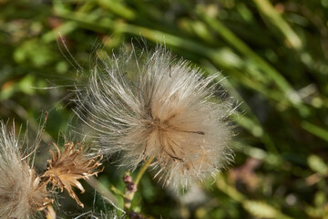 A close-up of the fluffy seedheads of the creeping thistle. Creeping thistle (Latin Cirsium arvense) is a species of perennial herbaceous plants of the Asteraceae family.