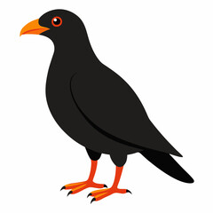 This vector illustration features an Alpine Chough bird in detailed artwork. Perfect for nature-themed designs, wildlife lovers, and bird enthusiasts.