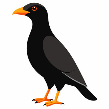 This vector illustration features an Alpine Chough bird in detailed artwork. Perfect for nature-themed designs, wildlife lovers, and bird enthusiasts.