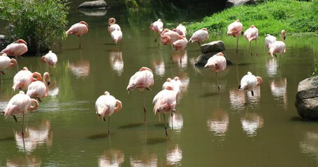 Flamingos courting just in advance of mating season