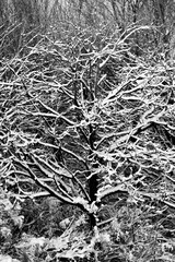 Wisconsin forest covered in snow in January, black and white