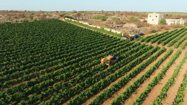 GRAPE HARVESTER, ORBITS AROUND IT WHILE HARVESTING IN THE MIDDLE OF A VINEYARD AND TRACTOR AND FARM IN THE BACKGROUND