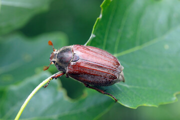 Adult cockchafer Melolontha melolontha or may bug on a leaf.