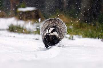 Flying badger. European badger, Meles meles, in fast run in forest during snowfall. Wild animal in winter nature. Hunting animal runs in snow with all legs in the air. Beautiful black and white beast. © Vaclav