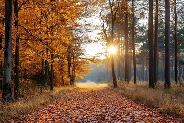 Fototapeta premium Golden Autumn Forest Path with Sun Rays, Nature Photography
