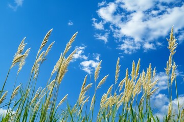 Obraz premium Tall Grass Blowing in the Wind Against a Blue Sky with Clouds
