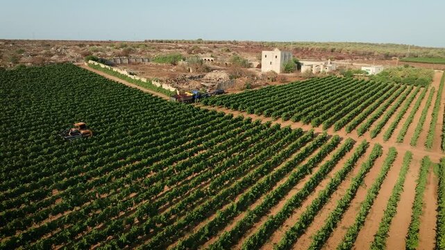 GRAPE HARVESTER, ORBITS AROUND IT WHILE HARVESTING IN THE MIDDLE OF A VINEYARD AND TRACTOR AND FARM IN THE BACKGROUND 2