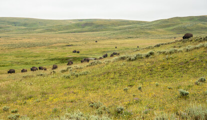 Bison Herd Makes Their Way Down Hill Side Toward Greener Grasses