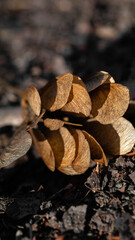 Ahorn baumarten wald straße Asphalt sonne herbst Ahornflügel 