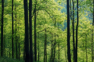Naklejka premium Sunlight filtering through a dense green forest canopy, creating a peaceful and tranquil atmosphere