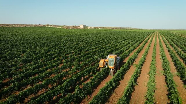 GRAPE HARVESTER, ORBIT AROUND IT WHILE HARVESTING IN THE MIDDLE OF A VINEYARD AND THE FARM IN THE BACKGROUND 3