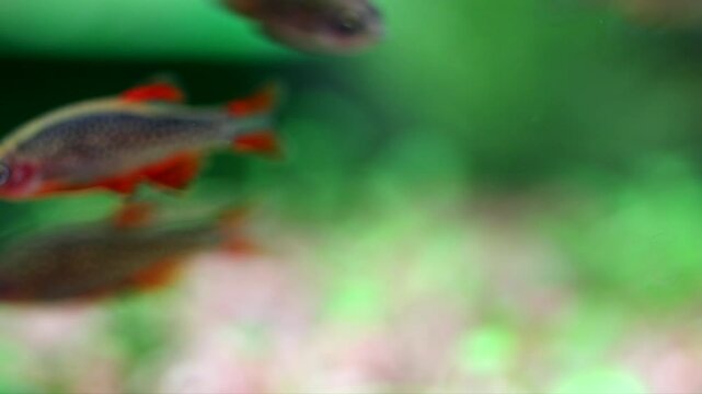 Aquarium fish celestial pearl danio Margaritatus Galaxy Microrasbora. Macro view rasbora. bright blue body pearly dots, orange red fins tails. 