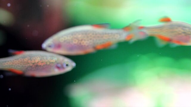 Macro view aquarium fish celestial pearl danio Margaritatus Galaxy Microrasbora. close up. shallow depth of field