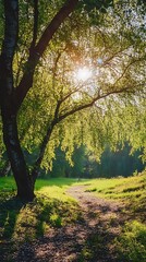 Fototapeta premium Sun shining through the branches of a tree in a forest, with a path leading to the light