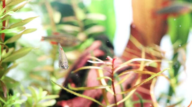 Miniature aquarium fish swim against the background of plants in a freshwater tank. celestial pearl danio Margaritatus Galaxy Microrasbora. Macro view rasbora. 