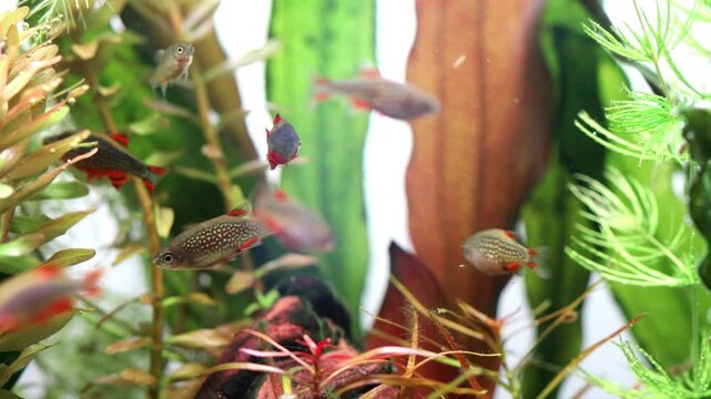 A school of fish rasbora swims between green, dark red plants. Aquarium fish celestial pearl danio Margaritatus Galaxy Microrasbora. Macro view rasbora. 