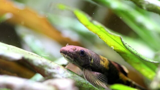 Aquarium fish resting on a cryptocoryne leaf. Macro view Garra flavatra. Freshwater tank with aquatic plants background.