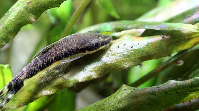 Otocinclus affinis macro view. Aquarium fish catfish eats algae that grow on a cryptocoryne leaf, closeup