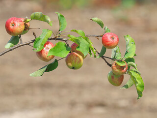 Branch of wild apple with ripe red fruits in autumn