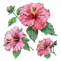 pink hibiscus flower, Red hibiscus set. Hand-painted, watercolor vector illustration, isolated on white background, watercolor illustration, red pink