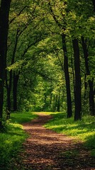 Fototapeta premium Sunlight shining through trees on a path in a lush forest