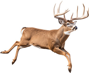 a white-tailed deer buck (Odocoileus virginianus) with antlers in motion, full body, side 3/4 view in a PNG, Nature-themed, isolated, and transparent photorealistic illustration. Generative ai
