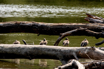 Fototapeta premium Row of ducks standing on a fallen tree in the river on an autumn day. 