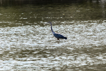 Side view of a blue heron standing in the water looking for fish on an autumn day. 