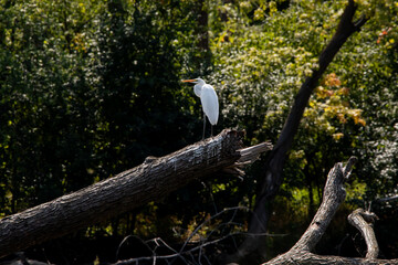 Great egret perched on a fallen log in the river, on a dark forest background on an autumn day. 
