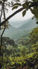 Obraz premium Misty Mountain View Through Lush Green Foliage