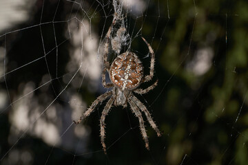 The spider-cross (Latin Araneus) sits in the center of the web. The spider-cross is waiting for prey caught in the web.