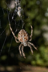 The spider-cross (Latin Araneus) sits in the center of the web. The spider-cross is waiting for prey caught in the web.