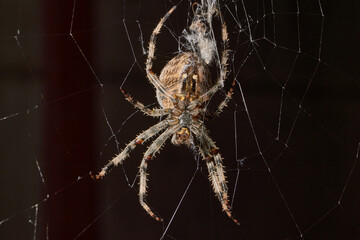 The spider-cross (Latin Araneus) sits in the center of the web. The spider-cross is waiting for...
